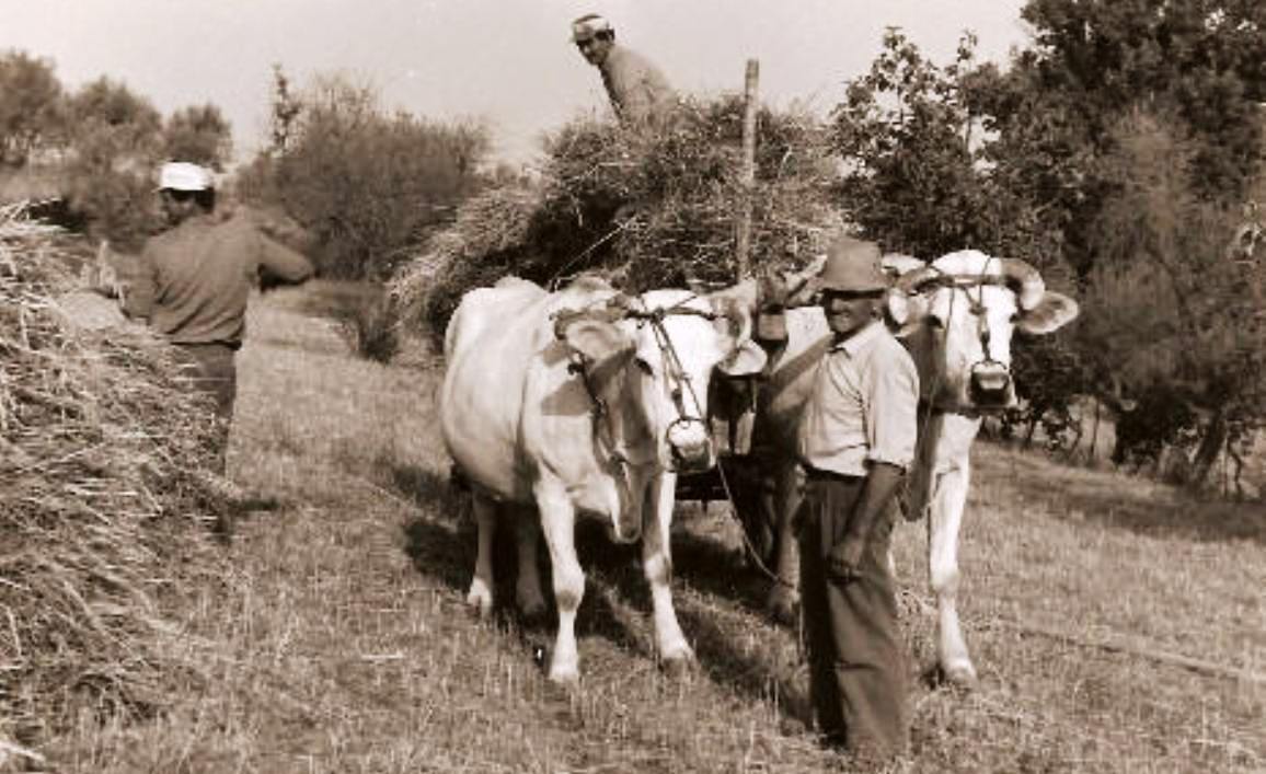 Contadini alla carratura del grano con buoi