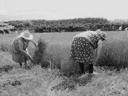 Rievocazione della mietitura