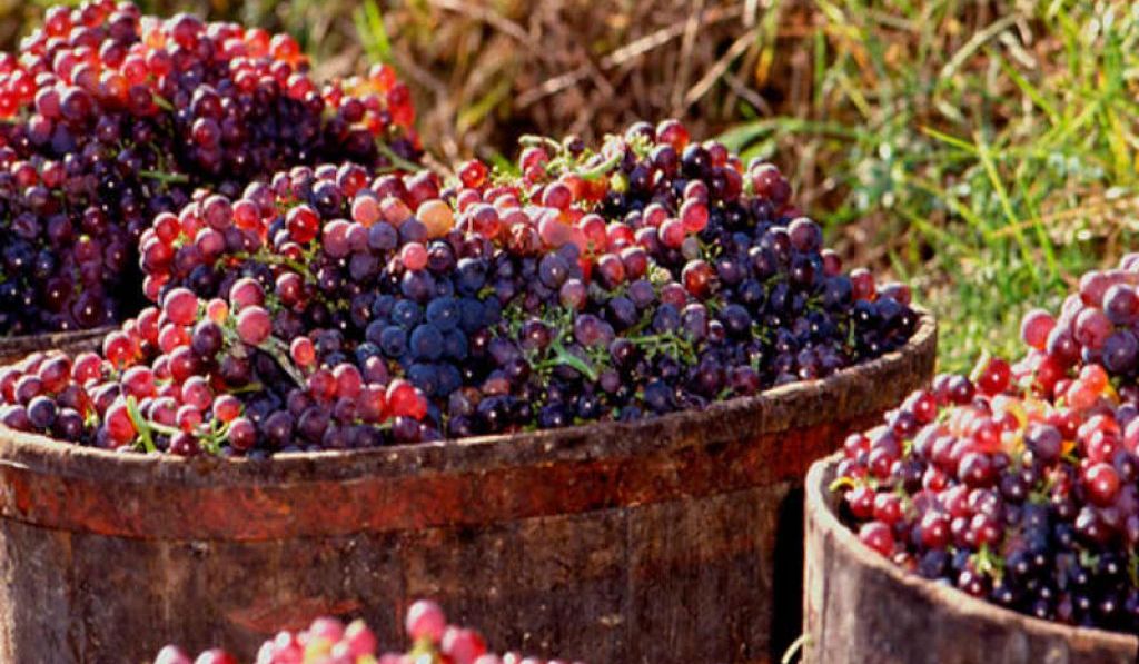 Rievocazione della mietitura