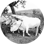 Contadini arano un campo con le vacche